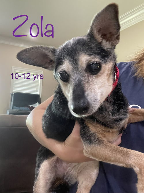 Zola - Available!