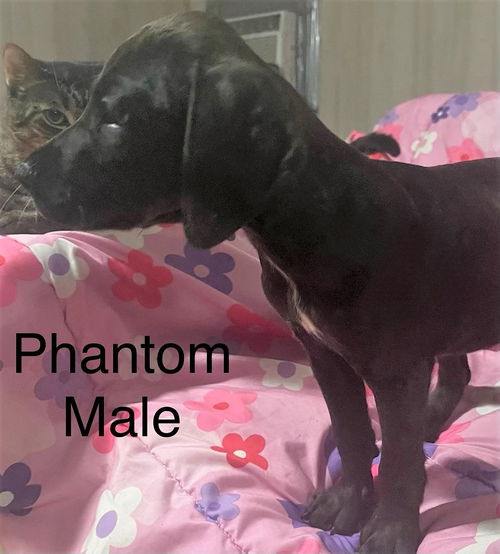 Phantom