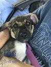 Howie Blue