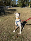Dolly (formerly Callie) - Photo 10