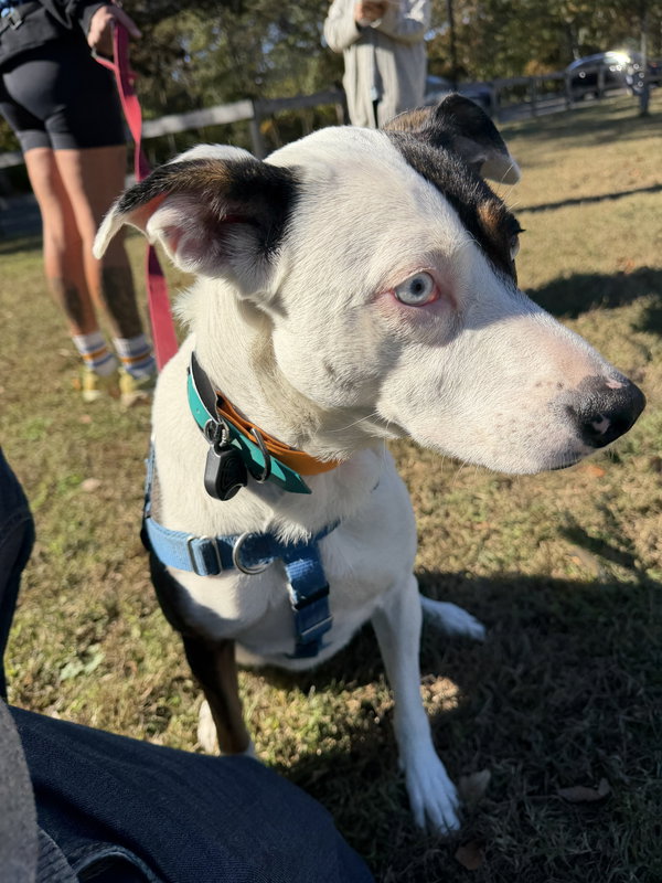 Dolly (formerly Callie)