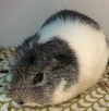 Honey - Available!