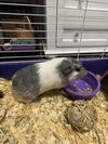 Honey - Available!