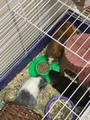 Honey - Available!