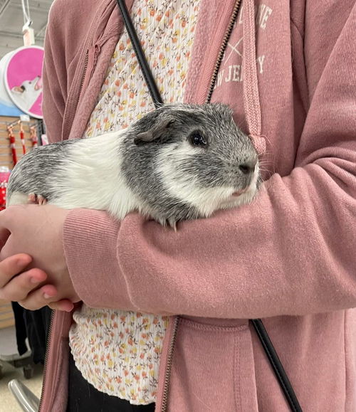 Honey - Available!