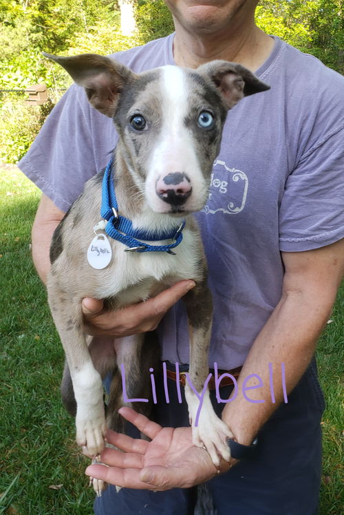 Lillybelle