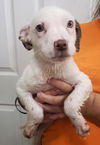 Cody (nka) Otis