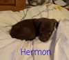 Herman (nka) Mater