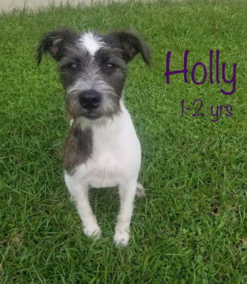 Holly