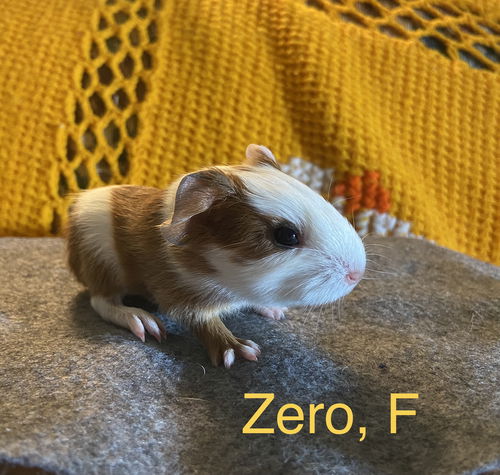 Zero