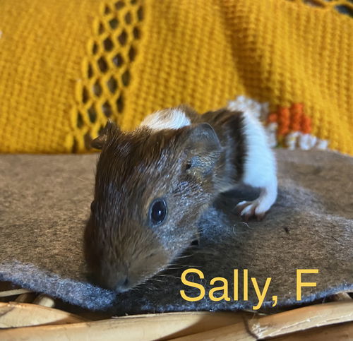 Sally