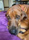 Maggie