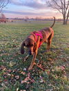 Maggie