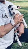 Lou