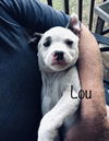 Lou