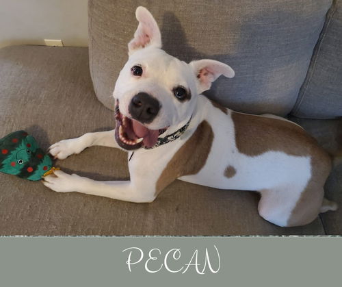 Pecan