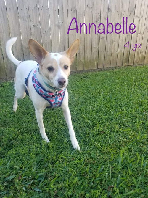 Annabelle