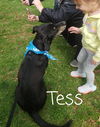 Tess