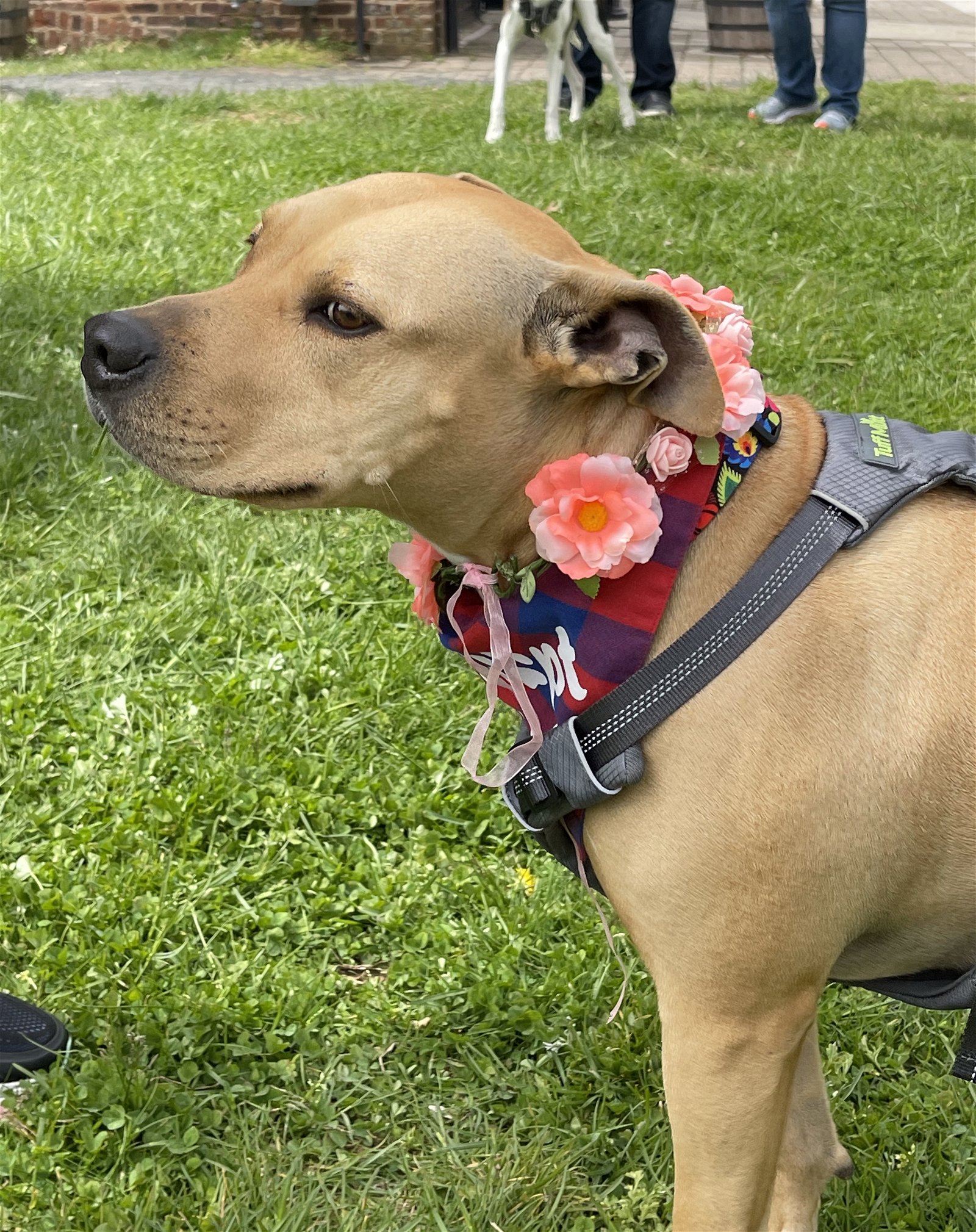 adoptable Dog in Oakhurst, NJ named Kane - Single and ready to mingle!