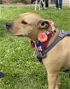 adoptable Dog in , NJ named Kane - Single and ready to mingle!