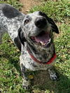 Sammie - No more applications please!