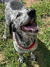 Sammie - No more applications please!