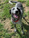 Sammie - No more applications please!