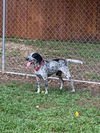 Sammie - No more applications please!