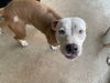 Peaches - Available!