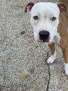 Peaches - Available!