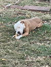 Peaches - Available!
