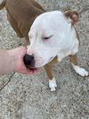 Peaches - Available!