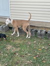 Peaches - Available!