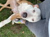 Peaches - Available!