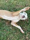 Peaches - Available!