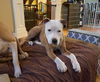 Peaches - Available!