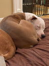 Peaches - Available!