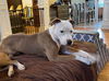 Peaches - Available!