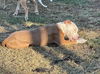 Peaches - Available!