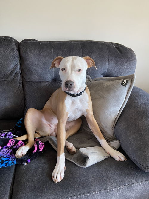 Peaches - Available!