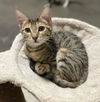 CARMELO (nka CLEOPATRA)