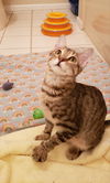 CARMELO (nka CLEOPATRA)
