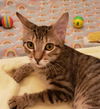 CARMELO (nka CLEOPATRA)