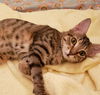CARMELO (nka CLEOPATRA)