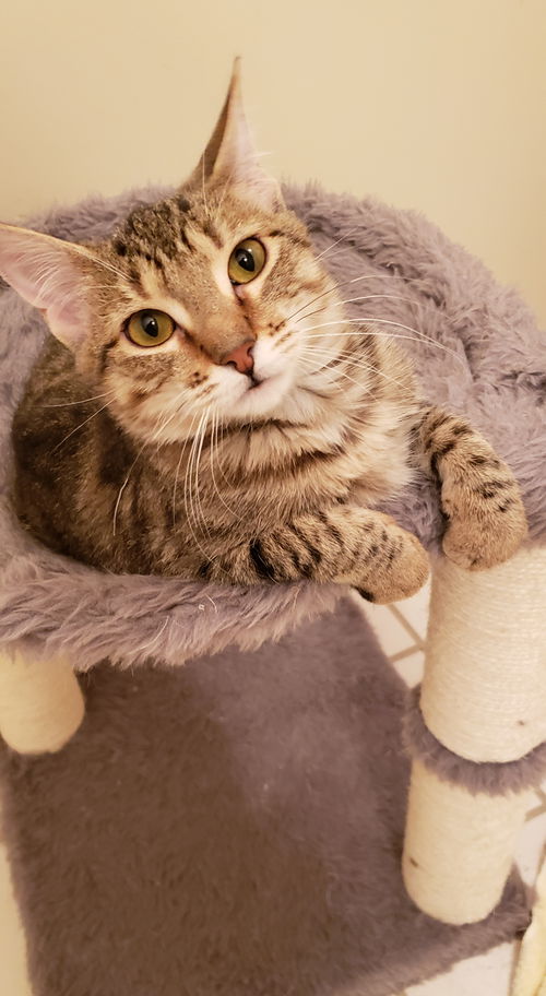 CARMELO (nka CLEOPATRA)