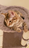 CARMELO (nka CLEOPATRA)