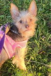 Reese (yorkie mix) nka Wally/Walter - ADOPTED!