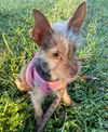 Reese (yorkie mix) nka Wally/Walter - ADOPTED!