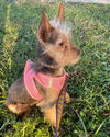 Reese (yorkie mix) nka Wally/Walter - ADOPTED!