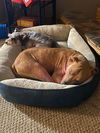 Manny - Available!
